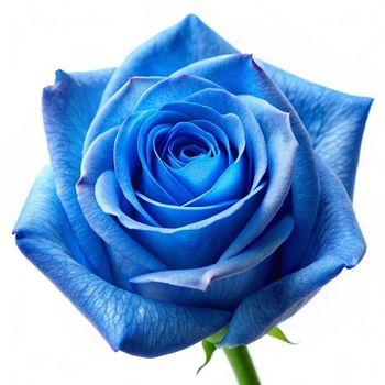 1 (4490).jpg